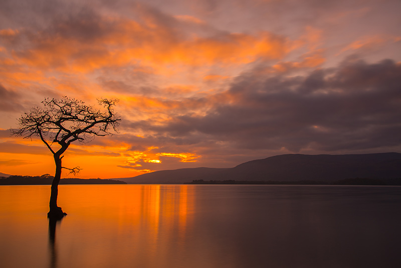 Milarrochy Bay tree by loch Lomond at sunset