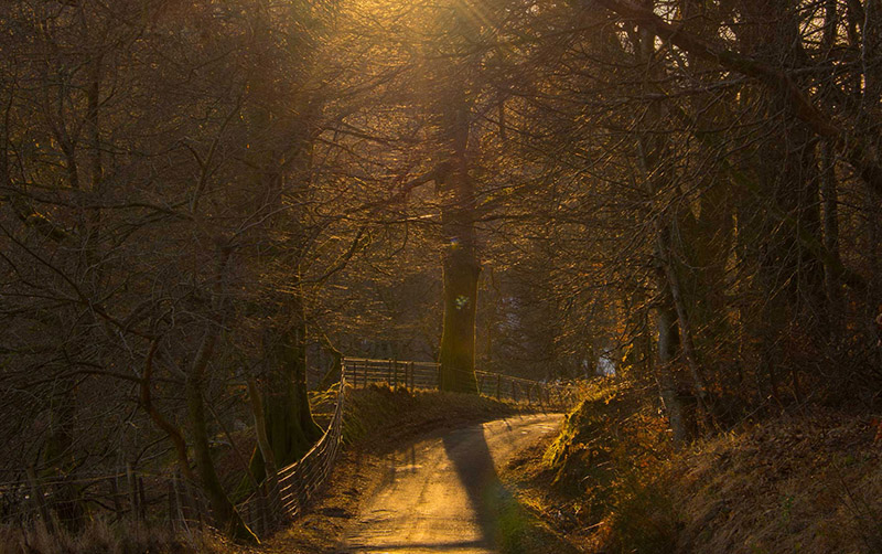 narrow road winding through trees with the sun behind