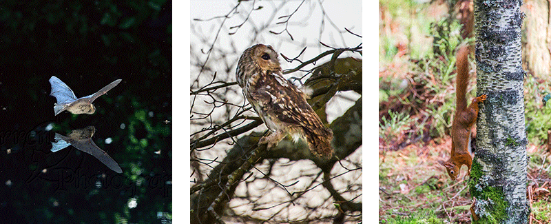 three pictures of a bat over water a tawny owl and a red squirrel />
							<h5>MOUNTAIN WALKS: SUMMER, WINTER, POINT TO POINT, MULTI DAY</h5>
							<p class=